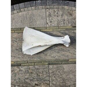 RARE Large WILD Horse Scapula Shoulder Bone From Washington State Eastern Wa